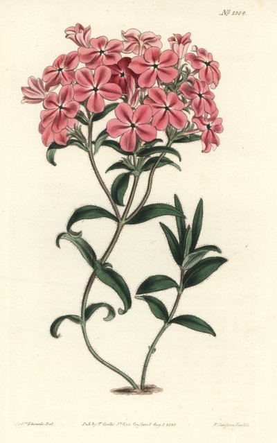 Phlox de la Caroline or Jaume Saint Hilaire - Fraser