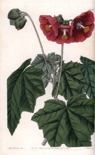 Phymosia variete、赤い花、メキシコ原産 - イギリスのSydenham Edwards（1768-1819）のBotanical Registerに掲載されたSarah Anne Drake（1803-1857）のイラストをS.Wattsがエングレービングしたもの。 作： Sydenham Teast Edwards