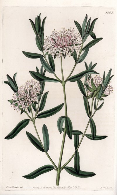 オーストラリア原産のPimelea sylvestris - イギリスのSydenham Edwards（1768-1819）のBotanical Registerに掲載されたSarah Anne Drake（1803-1857）のイラストをS.Wattsがエングレーヴィングしたもの。 作： Sydenham Teast Edwards