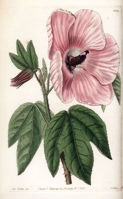ピンクのハイビスカス - イギリスのSydenham Edwards（1768-1819）のBotanical Registerに掲載されているSarah Anne Drake（1803-1857）のイラストをS.Wattsがエングレービングしたもの。 作： Sydenham Teast Edwards