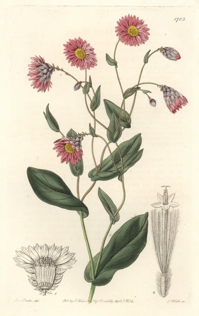 オーストラリア原産のピンクのロダンテ - S. Watts strong water from an illustration by Sarah Anne Drake (1803-1857), from the Botanical Register 作： Sydenham Teast Edwards