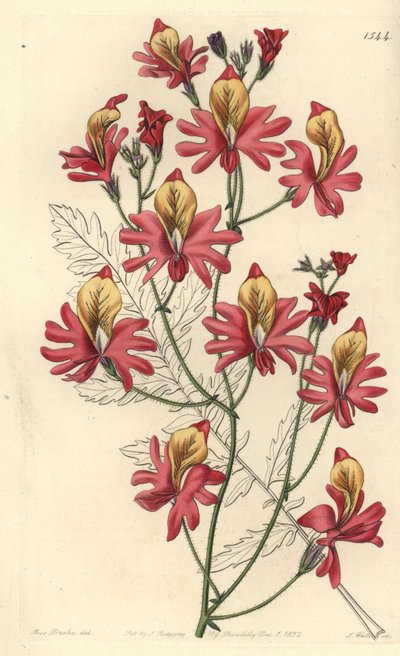 貧乏人の蘭、Schizanthus grahamii（鈍い花びらのシザンサス、Schizanthus retusus）。Sydenham Edwards