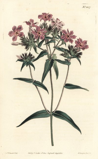 プレーリーフロックス（Prairie Phlox） - ヘアリーフロックス（Hairy phlox）またはリクニデア（Lychnidea）、フロックスピローサ（Phlox pilosa）。William Curtis