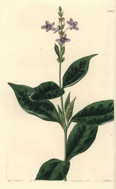 Pseuderanthemum faecundum (Ever-blowing eranthemum, Eranthemum faecundum).Sydenham Edwards