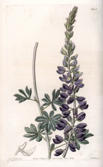 Purple Lupine Variete - イギリスのSydenham Edwards(1768-1819)のBotanical Registerに掲載されたSarah Anne Drake(1803-1857)のイラストをS.Wattsがエングレーヴィングしたもの。 作： Sydenham Teast Edwards