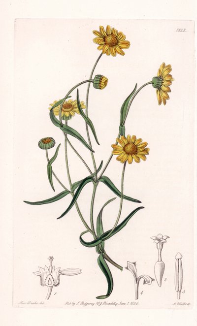 Queen Daisy of California - イギリスのSydenham Edwards (1768-1819)のBotanical Registerに掲載されているSarah Anne Drake (1803-1857)のイラストをS.Wattsがエングレーヴィングしたもの。 作： Sydenham Teast Edwards