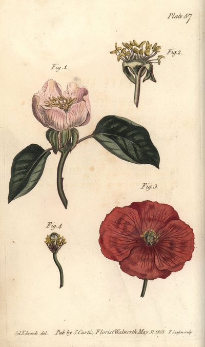 カリンの花、Cydonia oblonga、Icosandria 作： Sydenham Teast Edwards