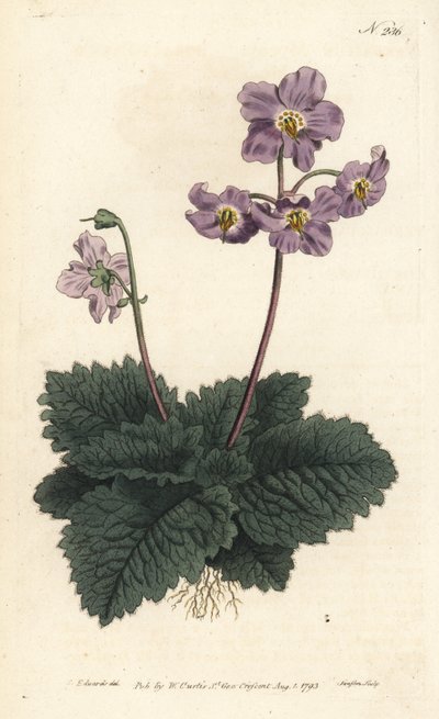 ピレネーのラモンディ（またはラモンデ） - ピレネーのスミレ、Ramonda myconi（Borage-Lev