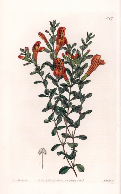 Red Clinopode Variete - イギリスのSydenham Edwards(1768-1819)のBotanical Registerに掲載されたSarah Anne Drake(1803-1857)のイラストをS.Wattsがエングレーヴィングしたもの。 作： Sydenham Teast Edwards
