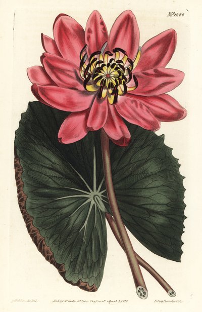 紅蓮 - 赤い花をつけた睡蓮、Nymphaea rubra。William Curtis