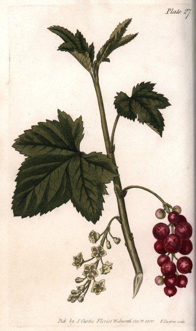 レッドカラント。シデナム・エドワーズ（1768-1819）がランベス植物園（イギリス）の植物会議のために描いた彩色銅版画。 作： Sydenham Teast Edwards