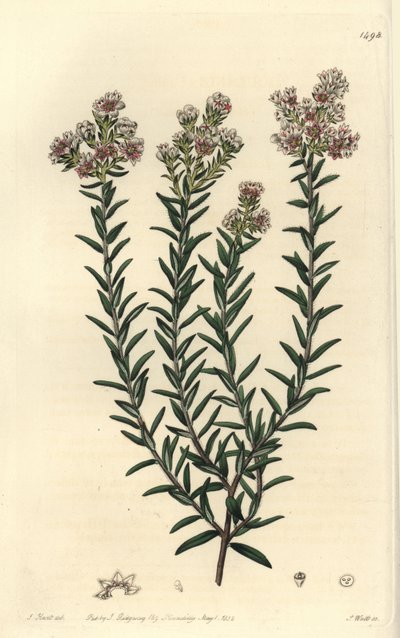 赤いスーランジア（Soulangia rubra）。Sydenham Edwards