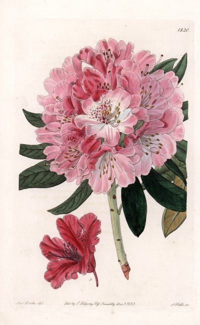 Rhododendron Hybrid Variete - イギリスのSydenham Edwards(1768-1819)のBotanical Registerに掲載されたSarah Anne Drake(1803-1857)のイラストをS.Wattsがエングレーヴィングしたもの。 作： Sydenham Teast Edwards