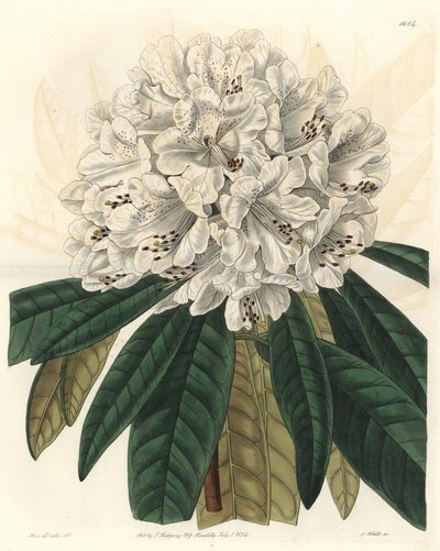白い花を咲かせるネパール原産のシャクナゲ - Sarah Anne Drake (1803-1857)のイラストからS.Wattsが描いたWater forte、Botanical Registerより。 作： Sydenham Teast Edwards