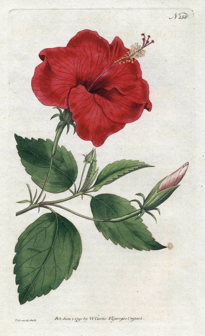 Rose de Chine - Sydenham Edwards (1768-1819)によるリトグラフ、William Curtis