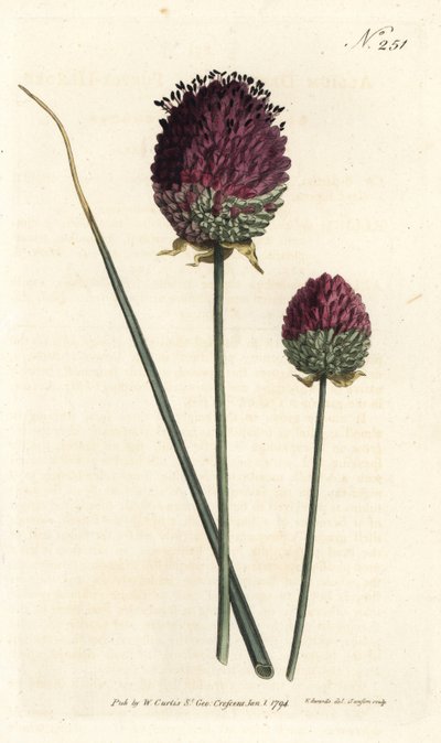 丸い頭のニンニク、Allium sphaerocephalon（紫の頭のニンニク、Allium descendens）。ロンドンのWilliam Curtis