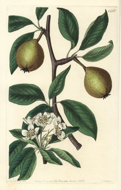 セージ・リーフ・ペア - sage-leaved pear, Pyrus salviifolia (Pyrus salvifolia).Sydenham Edwards
