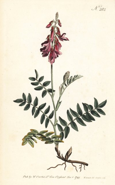 Sainfoin des Alpes - Alpine sainfoin, Hedysarum hedysaroides (Creeping rooted hedysarum obscurum) - William Curtis