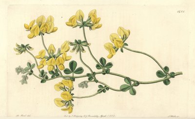 砂の蓮 - 砂の蓮、Lotus arenarius。Sydenham Edwards