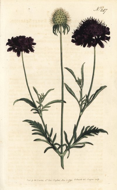 Scabieuse of gardens - Sweet scabious, Scabiosa atropurpurea.ロンドンのWilliam Curtis