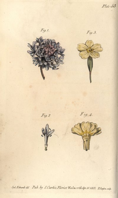 スカビオサの花、Scabiosa atropurpurea、Tetrandria 作： Sydenham Teast Edwards