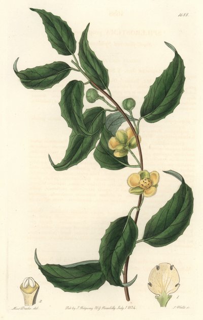 Schisandraは黄色い花を咲かせる、ネパール原産 - Sarah Anne Drake（1803-1857）のイラストからS.Wattsが描いたWater forte、Botanical Registerより。 作： Sydenham Teast Edwards