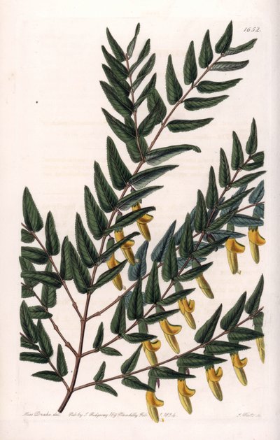 Scotia a smooth branches - イギリスのSydenham Edwards (1768-1819)のBotanical Registerに掲載されているSarah Anne Drake (1803-1857)のイラストをS.Wattsがエングレービングしたもの。 作： Sydenham Teast Edwards