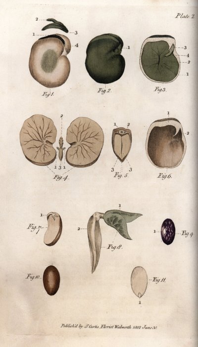 種子とその断面：普通の豆の品種とイチジクの種子。ランベス植物園（イギリス）の植物学会議のために、サイデナム・エドワーズ（1768-1819）が描いたカラー銅版画。 作： Sydenham Teast Edwards