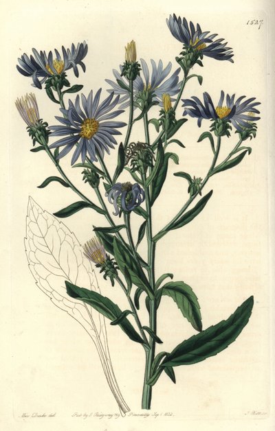 アスター・スペクタビリス（Aster spectabilis）。Sydenham Edwards