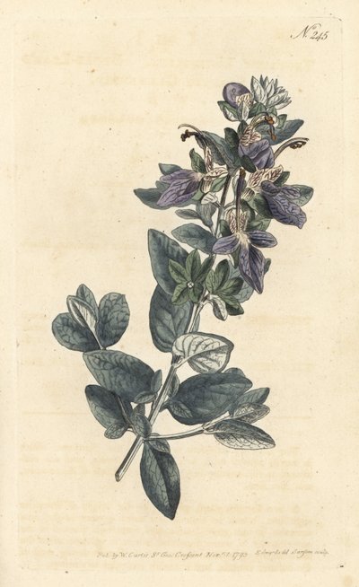 低木のジャーマンダー、Teucrium fruticans (Teucrium latifolium) - ロンドンのWilliam Curtis