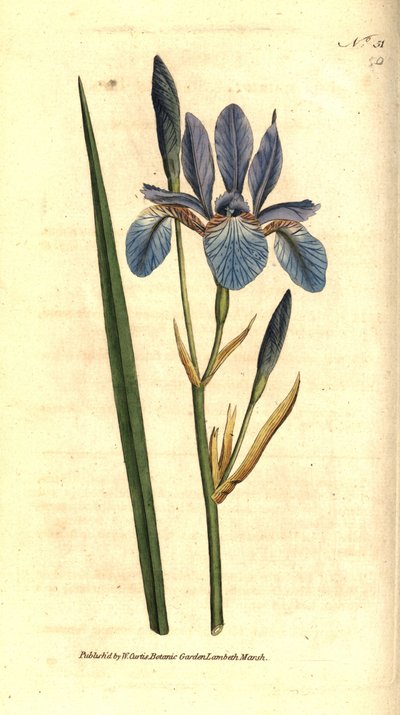 シベリアン・アイリス - Siberian Iris, Iris sibirica.William Curtis