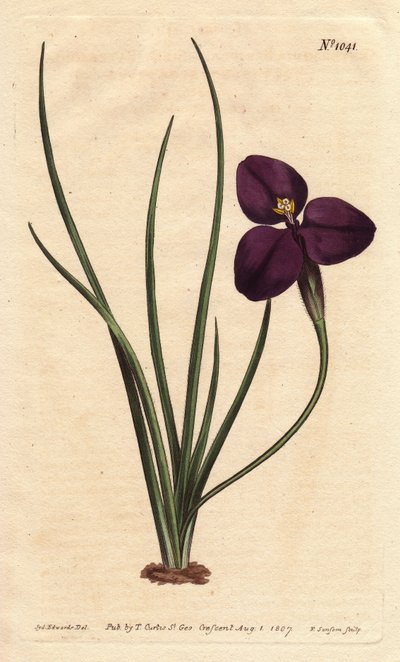 濃紫色の花を咲かせるシルキーなパタソニア。オーストラリアの植物を研究したパターソン大佐にちなんで名付けられました。濃紫色の花を咲かせるシルキーパタソニア。オーストラリア原産の植物。ニューサウスウェールズ州の副知事であったパターソン大佐にちなんで名づけられた。パターソニア・セリセア 作： Sydenham Teast Edwards