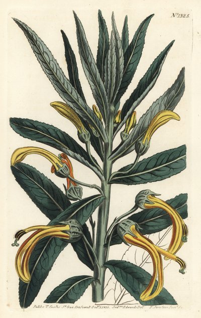 Siphocampylus giganteus, endangered (Gigantic lobelia, Lobelia gigantea).William Curtis