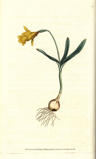Small narcissus - Least daffodil, Narcissus pseudonarcissus subsp.minor (ナルキッソスマイナー).William Curtis