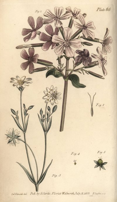 ソープワート、Saponaria officinalis、Digynia 作： Sydenham Teast Edwards