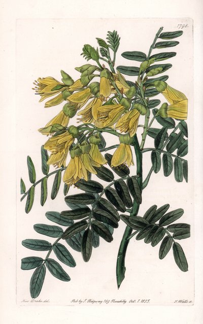 South American sophora variete - イギリスのSydenham Edwards（1768-1819）のBotanical Registerに掲載されているSarah Anne Drake（1803-1857）のイラストをS.Wattsがエングレーヴィングしたもの。 作： Sydenham Teast Edwards