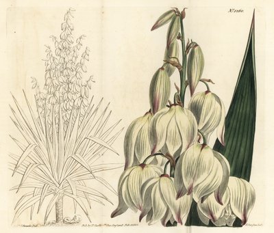 スパニッシュ・ダガー、または見事なアダムズ・ニードル、ユッカ・グロリオサ（Yucca gloriosa）。William Curtis