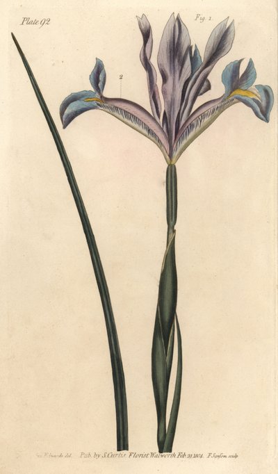 スパニッシュ・アイリス（Iris xiphium）。William Curtis
