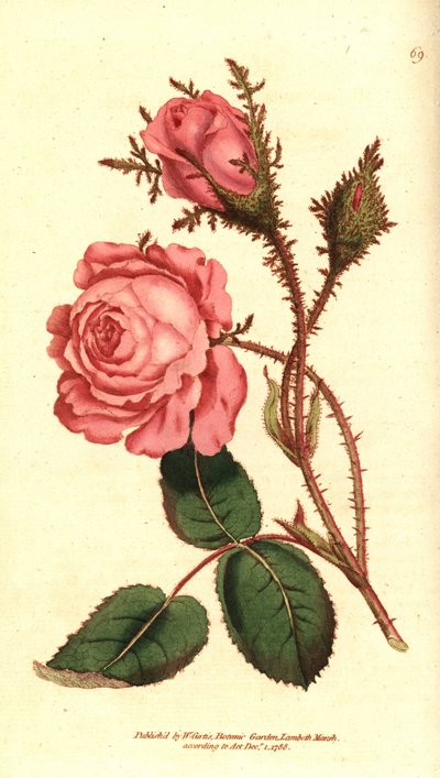 Sparkling rose (sparkling rose) - Pink moss, Rosa centifolia f. muscosa (Rosa muscosa).William Curtis