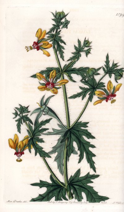 スパイシーポピー - イギリスのSydenham Edwards（1768-1819）のBotanical Registerに掲載されているSarah Anne Drake（1803-1857）のイラストをS.Wattsがエングレーヴィングしたもの。 作： Sydenham Teast Edwards