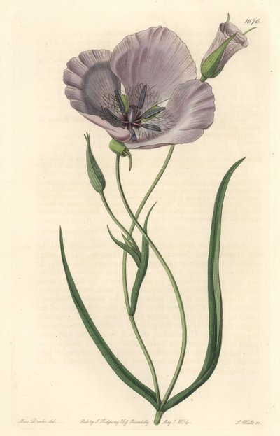 Splendid calochorte (splendid mariposa), native to California - Satiny calochortus or splendid mariposa lily, Calochortus splendens, Native to California - Sydenham Edwarより、Miss DrakeのイラストをもとにS.Wattsが描いた手彩色の銅板画。 作： Sydenham Teast Edwards