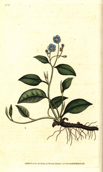 Spring Omphalodes or Printaniere Little Borage - Creeping navelwort, Omphalodes verna (blue navelwort, Cynoglossum omphalodes).William Curtis