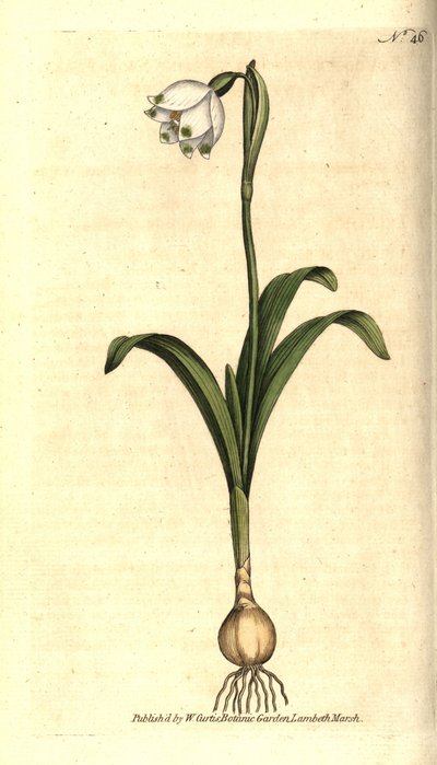 Spring level or Claudinette - 春の雪の結晶、Leucojum vernum。William Curtis