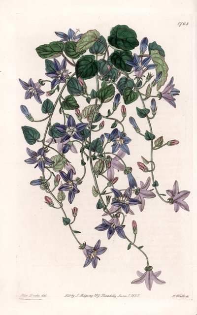 Star Campanule - イギリスのSydenham Edwards (1768-1819)のBotanical Registerに掲載されているSarah Anne Drake (1803-1857)のイラストをS.Wattsがエングレービングしたプレート。 作： Sydenham Teast Edwards