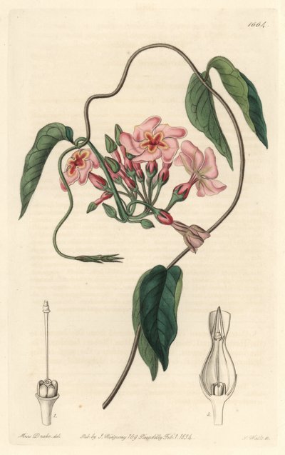 Stellar echite, native of Brazil - Water forte by S. Watts from an illustration by Sarah Anne Drake (1803-1857), from Botanical Register 作： Sydenham Teast Edwards