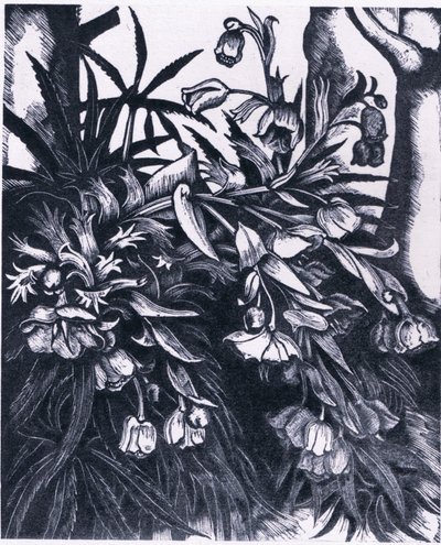 Stinking Hellebore, Nature in Britain (Collins社) 作： Sydenham Teast Edwards