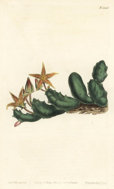 Stisseria geminata（二輪のスタペリア、Stapelia geminata）。William Curtis