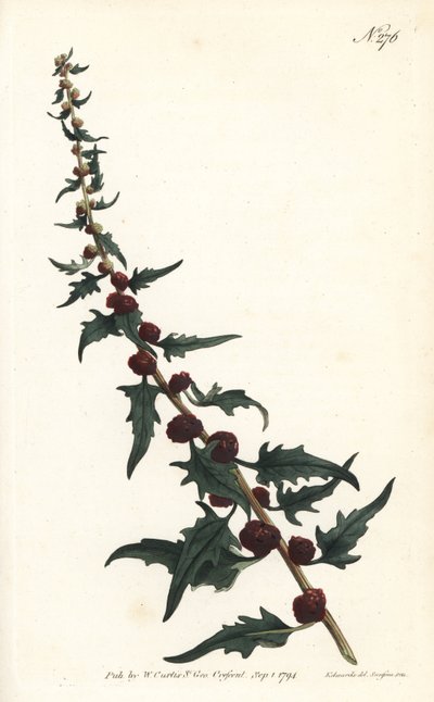 バゲットの中のストロベリー・スピナード - リーフィー・グースフット（Chenopodium foliosum）（ストロベリー・ブライト（Blitum virgatum））。ロンドンのWilliam Curtis