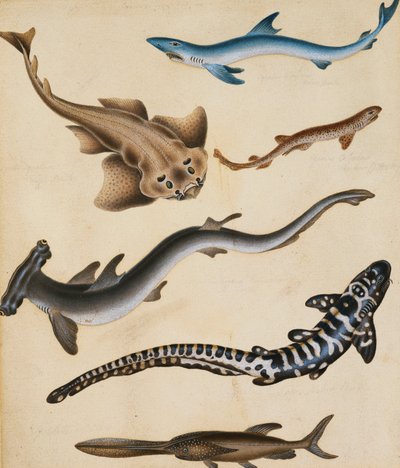 サメ、パイクフィッシュ、コイ、ギルヘッドなどの魚の研究、 作： Sydenham Teast Edwards