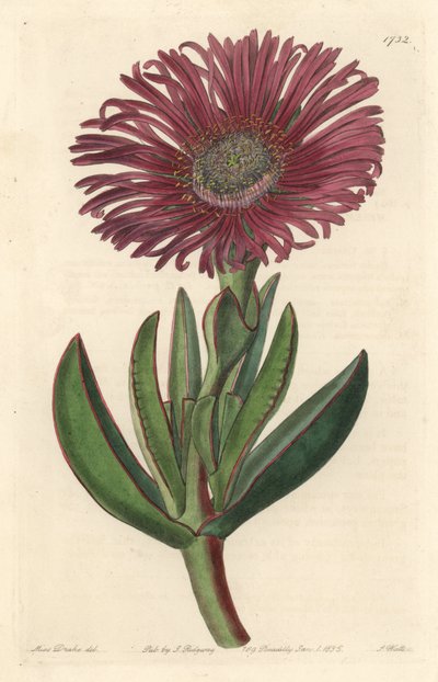多肉植物 Carpobrotus（南アフリカ原産） - Sarah Anne Drake（1803-1857）のイラストからS.Wattsが描いた強い水（Botanical Registerより 作： Sydenham Teast Edwards